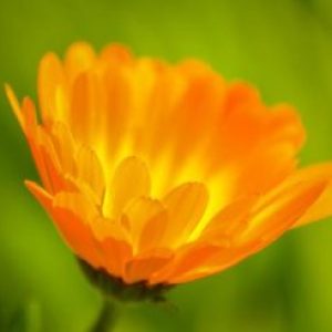 Foto de perfil de Bianca Ribeiro Soares